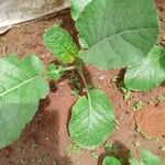 Brassica juncea पत्ता