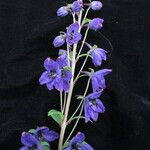 Delphinium himalayae Yeri