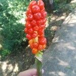 Arum italicumFlower