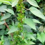 Acalypha virginica Blatt