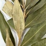 Ocotea guianensis Feuille