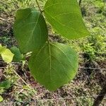 Erythrina amazonica Yaprak
