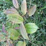 Smilax china Leaf