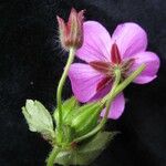 Geranium polyanthes Kvet