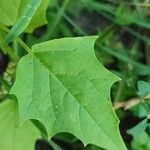 Chenopodiastrum hybridum Leaf