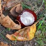 Aesculus hippocastanumFruit