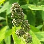 Spiraea salicifolia Blomma