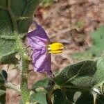 Solanum incanum