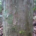 Chaetocarpus schomburgkianus Corteza
