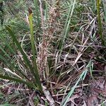 Lomandra longifolia Flor