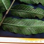 Blechnum divergens Blad