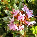 Rhododendron pubescens Flor