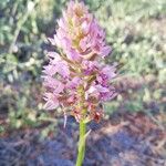 Anacamptis pyramidalisफूल