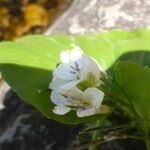 Cardamine asarifolia Blüte