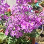 Primula malacoides Květ