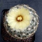 Coryphantha recurvata Blomst