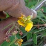 Chamaecrista hispidula Kvet