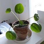 Pilea peperomioides Leaf