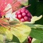 Calliandra tergemina Ffrwyth