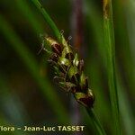 Carex sempervirens Fleur