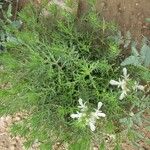 Teucrium cubense Plante entière