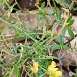 Rorippa sylvestris পাতা