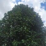 Syzygium malaccense ᱛᱟᱦᱮᱸ