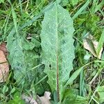 Crepis mollisFolha