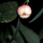 Sauropus androgynus Frucht