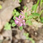 Trifolium resupinatum Квітка