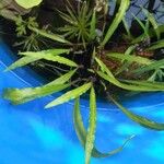 Cryptocoryne spiralis Yaprak