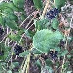 Lantana viburnoides Blad