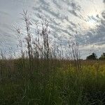 Andropogon gerardi Leaf