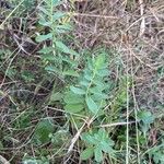 Hypericum maculatumLeaf