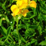 Erysimum odoratum Flower