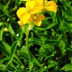 Erysimum odoratum 花