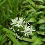 Allium ursinumFlower