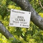 Rhus glabra Corteza
