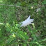 Campanula sibirica 花