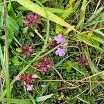 Thymus praecoxFlor