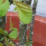 Prunus triloba Blatt