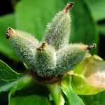 Paeonia daurica Plod