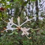 Rhododendron viscosum പുഷ്പം