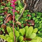 Aechmea gamosepala 葉