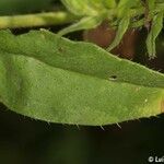 Echium rosulatum Blatt