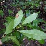 Pouteria sagotiana Fuelha