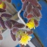 Delosperma echinatum 花