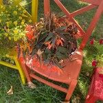 Begonia pendula Çiçek