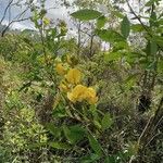 Crotalaria micans 花
