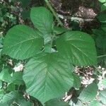 Rubus andegavensis Blad